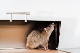Rodent Control – Reliable Pest Management for Healthier Living Spaces