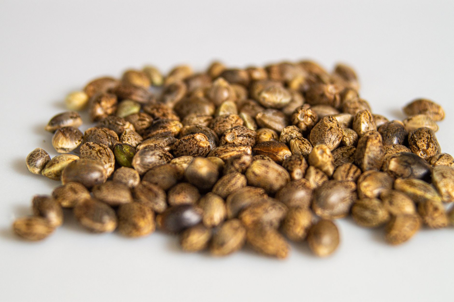Top Tips for Purchasing High-Quality Cannabis Seeds