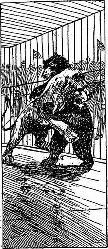 Dog vs Bear Fights: The Real Proven Outcomes Revealed