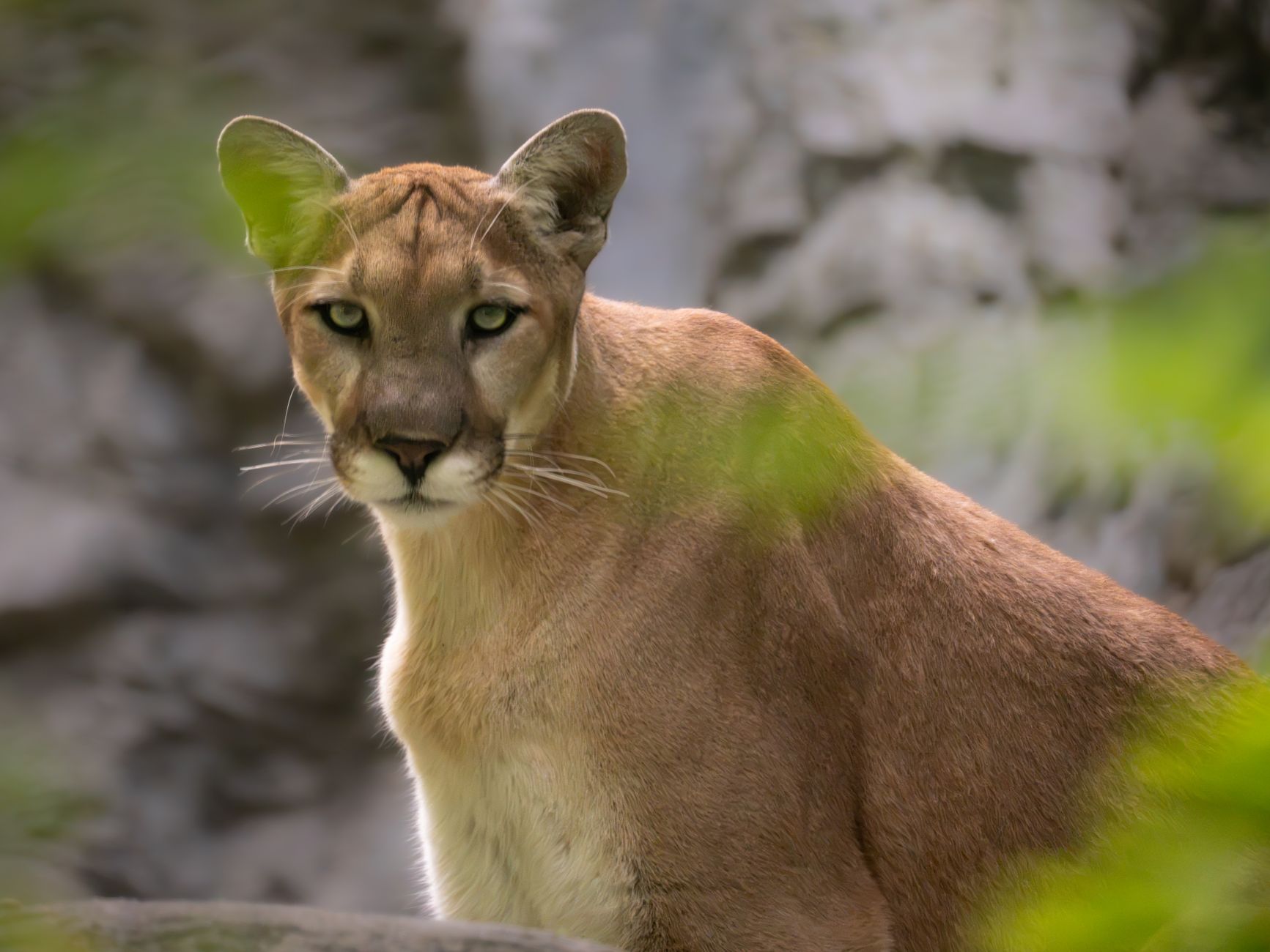 mountain lion sighting